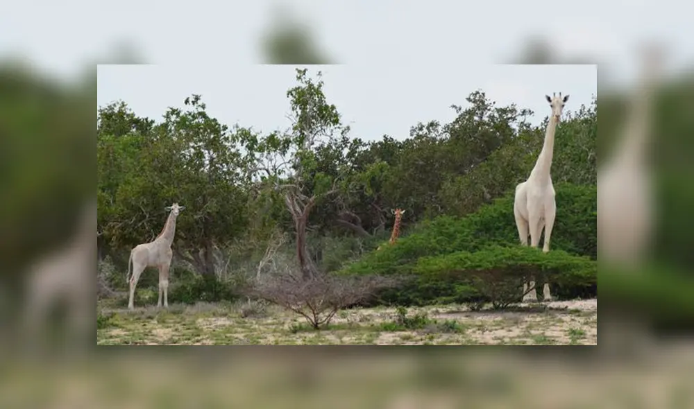Una jirafa blanca hembra y su cría son asesinadas por cazadores furtivos