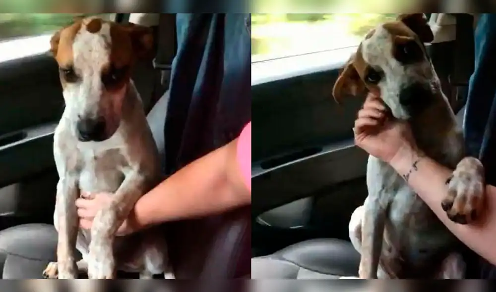Facebook: Perro abandonado cautiva a usuarios con un tierno gesto
