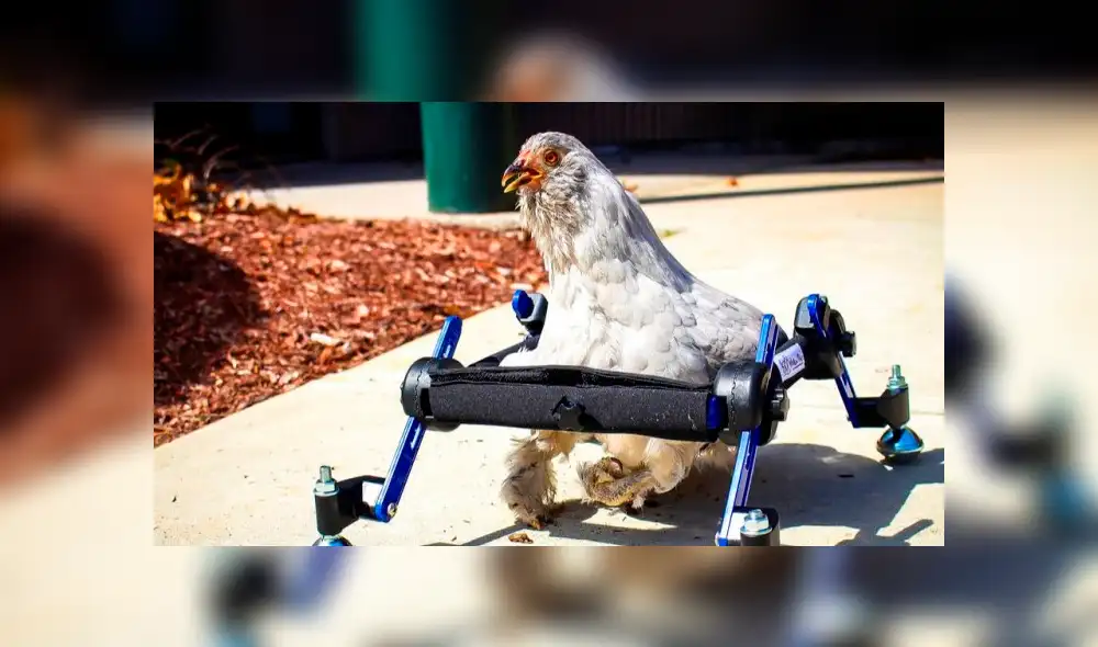 “Simplemente debería comérsela": presentadora de TV se burla de mascota de niña y genera rechazo [VIDEO]