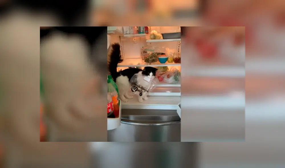 Desliza las imágenes hacia la izquierda para apreciar la travesura de un gato al ‘robarse’ un trozo de carne. Foto: Caters Clips.