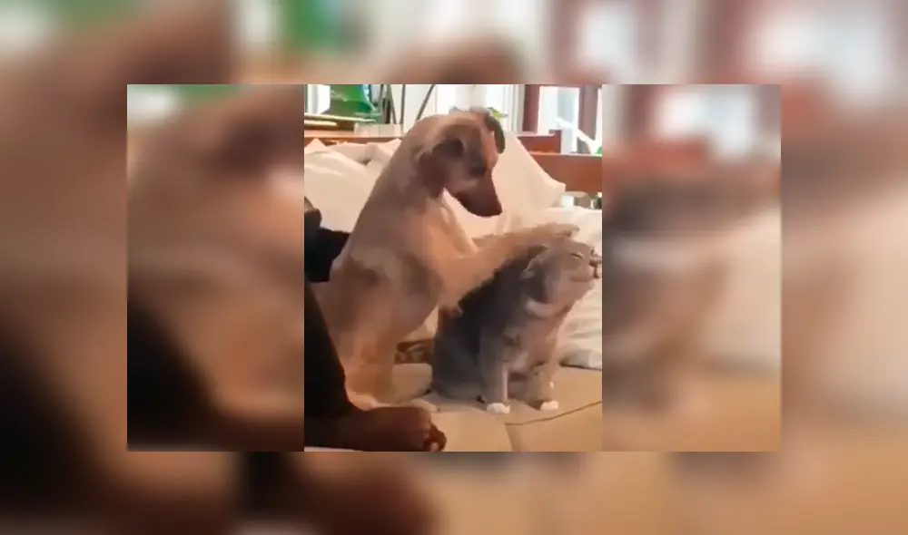 En Facebook, un perro recibió una furiosa reacción de un gato cuando pretendió darle unas caricias. En Facebook, un perro recibió una furiosa reacción de un gato cuando pretendió darle unas caricias.