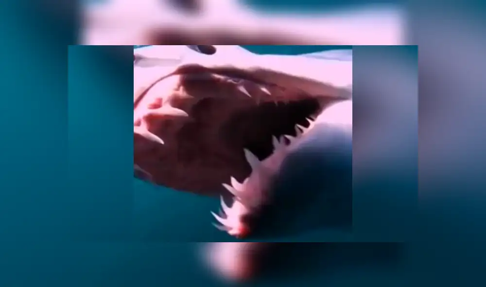 YouTube viral: buceadora ingresa al fondo del mar y se encuentra con enorme 'criatura aterradora' [VIDEO]