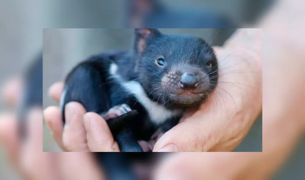 demonio de tasmania demonio de tasmania