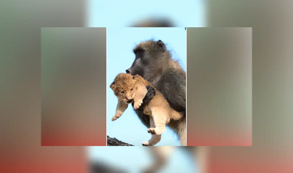 Desliza hacia la izquierda para ver la épica escena de un babuino cargando a un león. Viral en YouTube. Desliza hacia la izquierda para ver la épica escena de un babuino cargando a un león. Viral en YouTube.