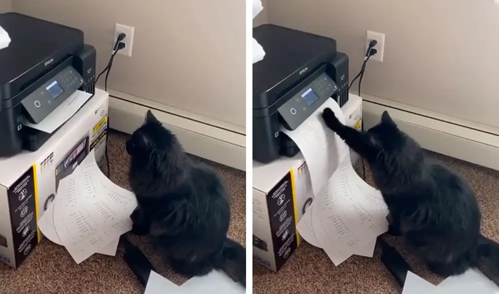 Desliza las imágenes hacia la izquierda para observar la curiosa escena que protagonizó un gato para ‘apoyar’ a su dueño. Fotocaptura: Facebook. Desliza las imágenes hacia la izquierda para observar la curiosa escena que protagonizó un gato para ‘apoyar’ a su dueño. Fotocaptura: Facebook.