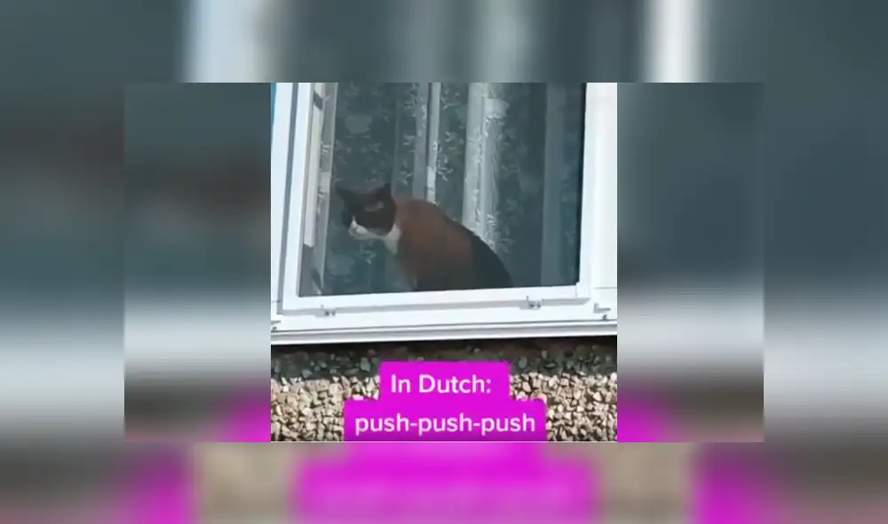 Desliza las imágenes para conocer la reacción de un gato cuando un joven le habla en varios idiomas. Foto: Captura.