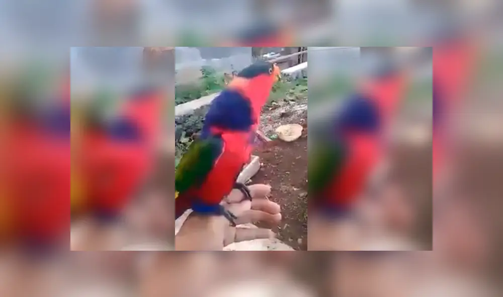 Desliza para ver el desenlace de este video viral de Facebook. Foto: Captura.