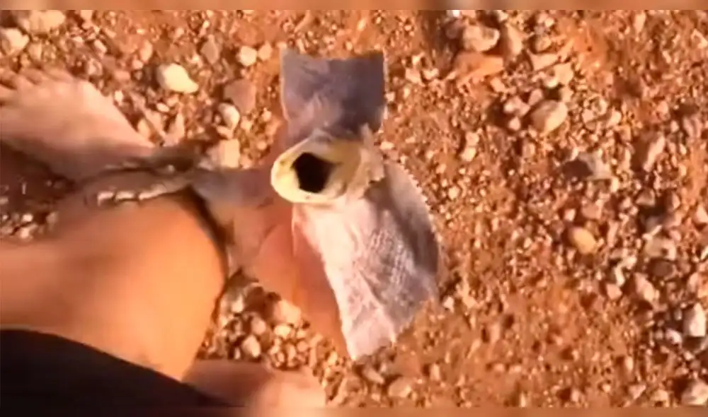 Facebook: australiano hace hallazgo que conmociona a miles en Internet [VIDEO]