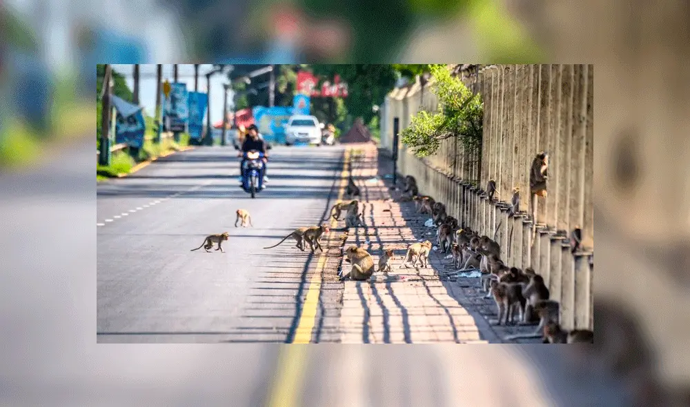 Los simios se duplicaron en tres años. Foto: AFP.