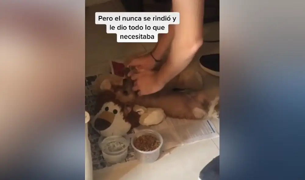 Desliza hacia la izquierda para ver las imágenes del video viral. Foto: captura de TikTok. Desliza hacia la izquierda para ver las imágenes del video viral. Foto: captura de TikTok.
