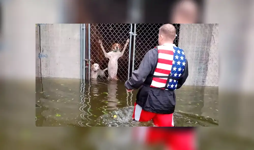 EE.UU.: el conmovedor rescate de perros encerrados durante huracán Florence EE.UU.: el conmovedor rescate de perros encerrados durante huracán Florence