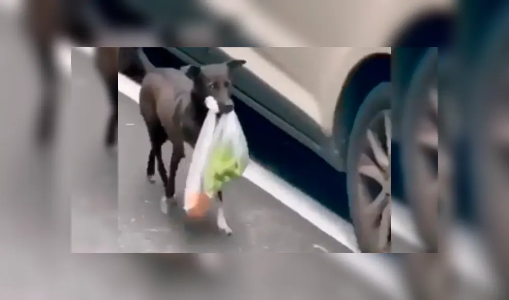 Video es viral en Facebook. El can fue captado durante un noticiero, cuando se narraban los hechos ocurridos en uno de los saqueos en Chile