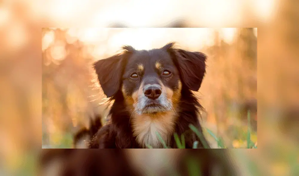 La historia detrás del Día del Perro sin Raza en el mundo 