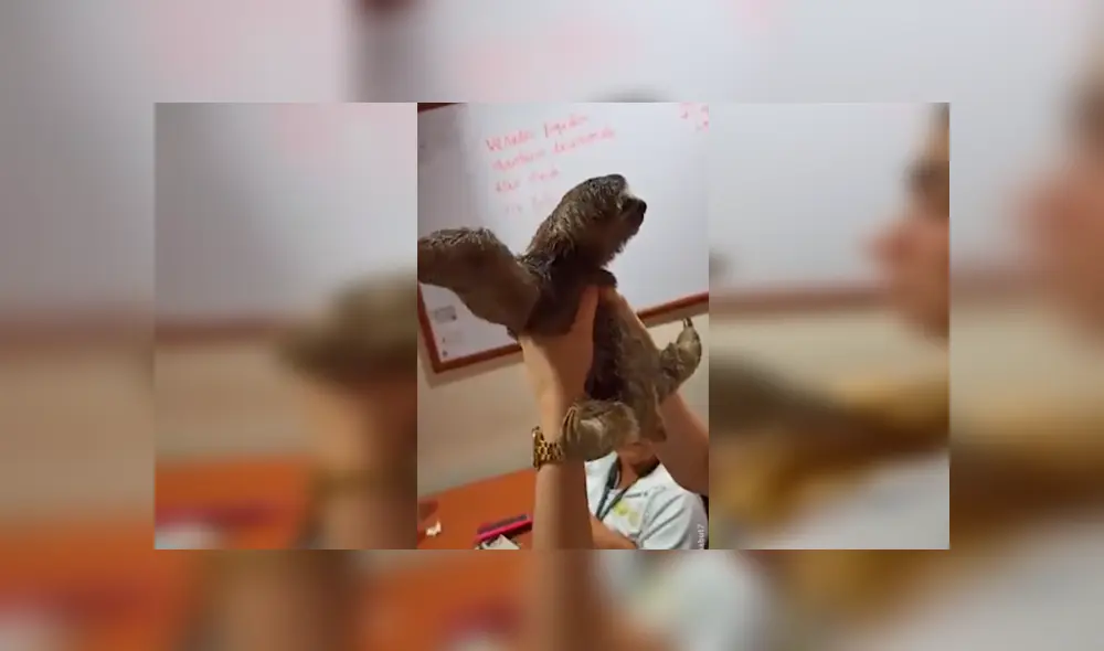 Desliza las imágenes hacia la izquierda para apreciar el conmovedor abrazo que brindó un oso perezoso a una mujer.