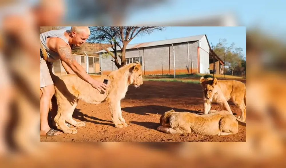 Desliza hacia la izquierda para ver el emotivo reencuentro de la leona y su amo que se volvió viral en YouTube.