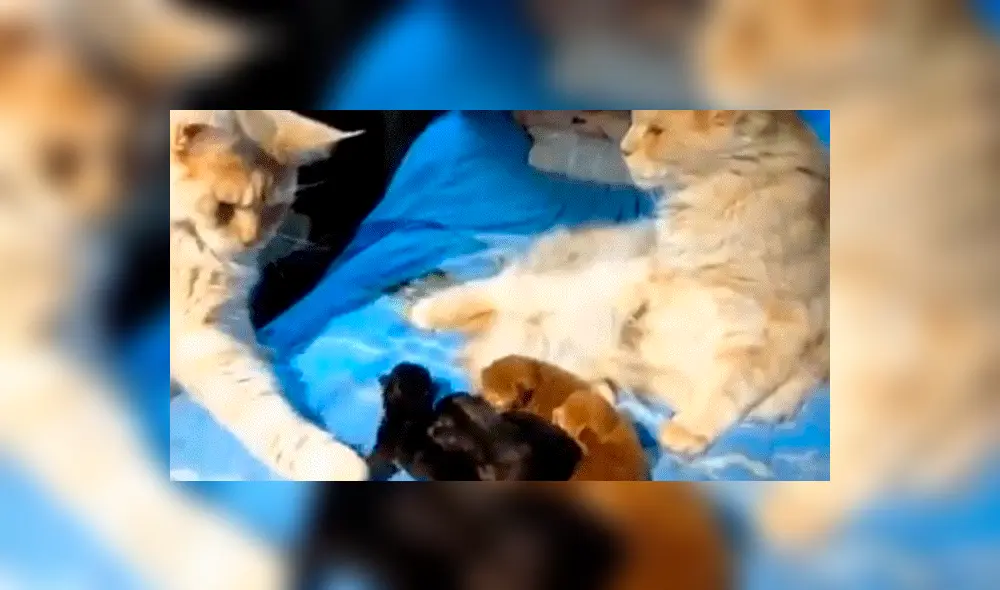 Facebook: Gata infiel es descubierta por su pareja y ocurre lo impensado 