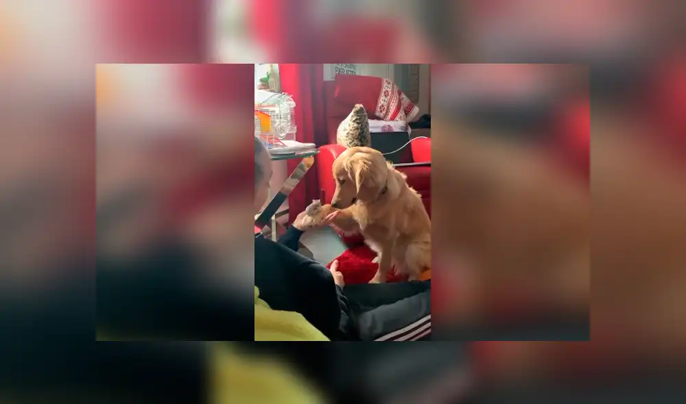 Desliza las imágenes para apreciar el conmovedor comportamiento de un perro al tener cerca un ratón. Desliza las imágenes para apreciar el conmovedor comportamiento de un perro al tener cerca un ratón.