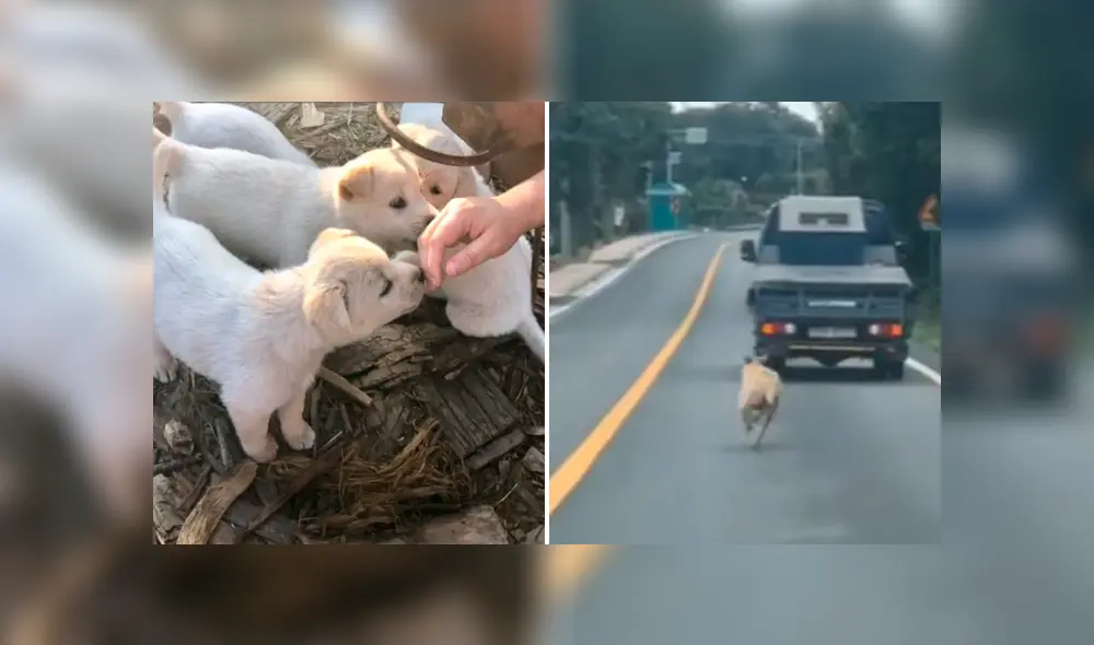 Vía YouTube. Una perrita vio que estaban llevando a sus cachorros a un refugio y los siguió para no separarse de ellos.