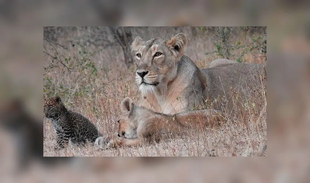 El cachorro de leopardo con su familia adoptiva. Foto: Dheeraj Mittal El cachorro de leopardo con su familia adoptiva. Foto: Dheeraj Mittal