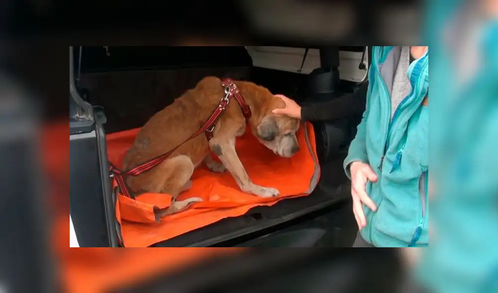 Las mascota tenía signos de desnutricción. Foto: Difusión/Municipalidad de Surco. Las mascota tenía signos de desnutricción. Foto: Difusión/Municipalidad de Surco.