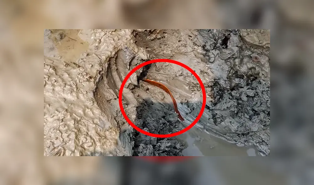 En Facebook se viralizó el misteriosos hallazgo que hizo un chico al encontrar peligrosas criaturas. En Facebook se viralizó el misteriosos hallazgo que hizo un chico al encontrar peligrosas criaturas.