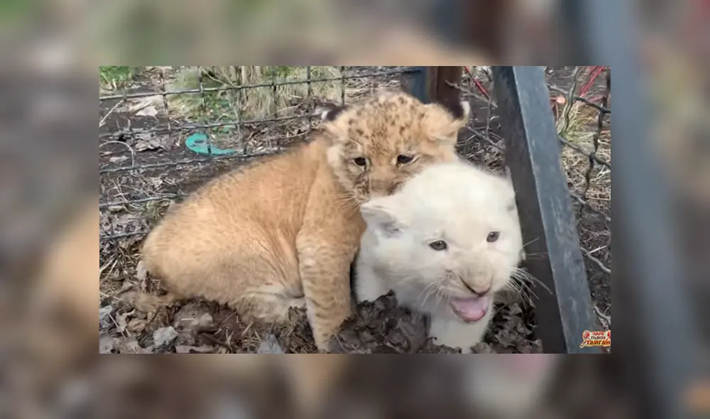 Desliza hacia la izquierda para ver las imágenes del viral de YouTube.