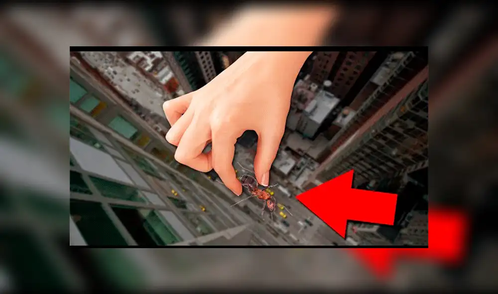 YouTube viral: ¿Qué pasa si se lanza una hormiga desde un edificio? Youtuber sorprende al mostralo [VIDEO]