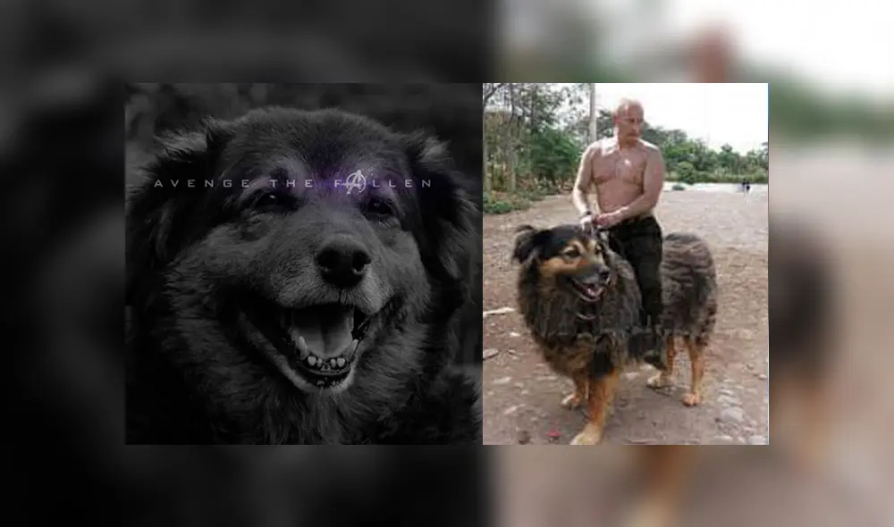 Facebook viral: alumnos de la UNMSM despiden a su 'Perrovaca' con sentimentales memes [FOTOS] 