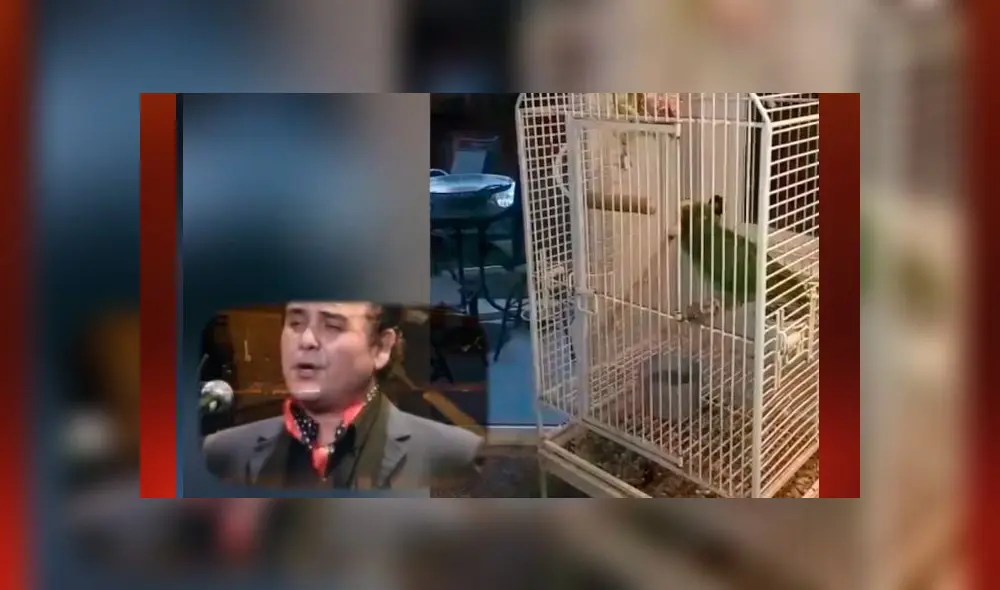 Desliza las imágenes para ver al pequeño loro que resultó ser un fanático de la ópera. Foto:  AFmedios/Captura