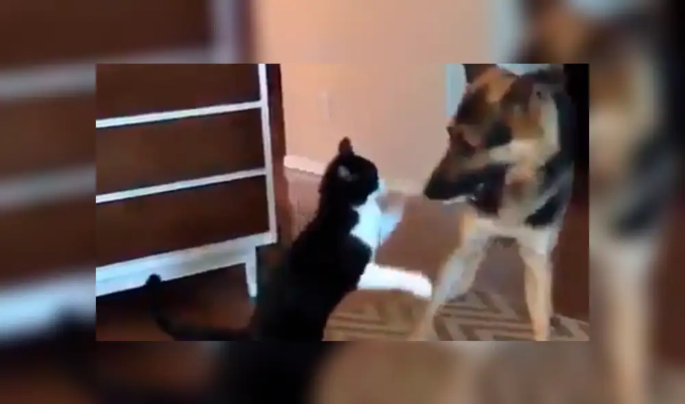 Facebook viral: gato acepta a perro adoptado por sus dueños con un tierno beso [VIDEO]