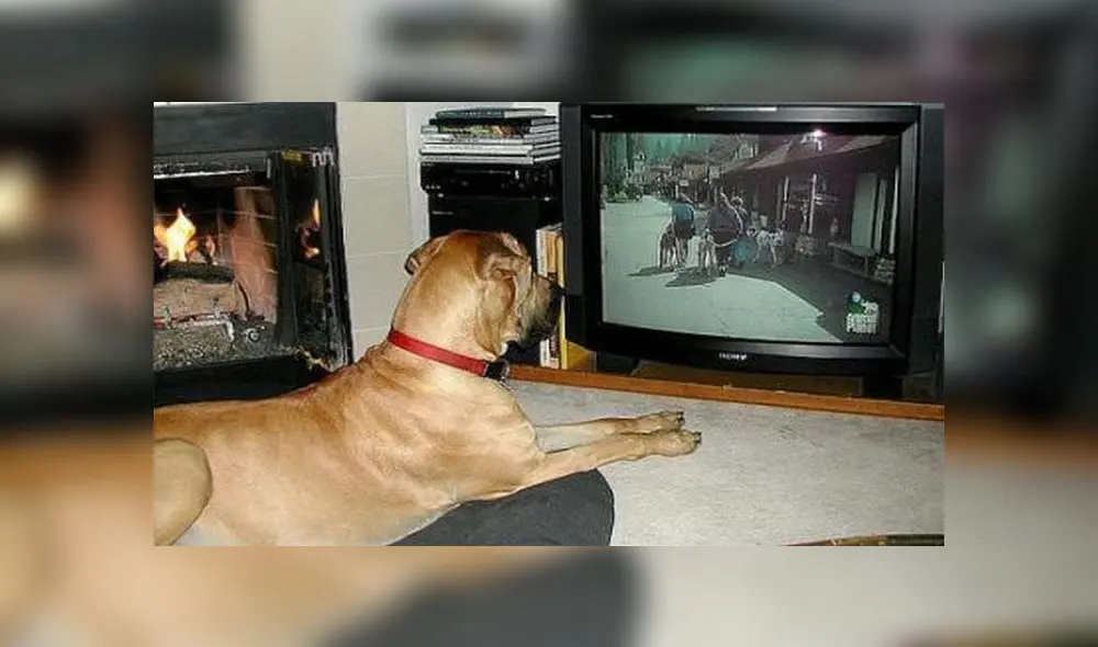 Diversos estudios explican qué se esconde detrás de los virales que circulan en redes sociales, donde se ve a los perros reaccionar frente a una pantalla. Foto: Difusión Diversos estudios explican qué se esconde detrás de los virales que circulan en redes sociales, donde se ve a los perros reaccionar frente a una pantalla. Foto: Difusión