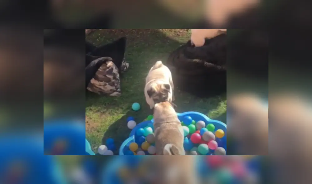 Desliza las imágenes para ver la divertida pelea entre los hermanos pug.