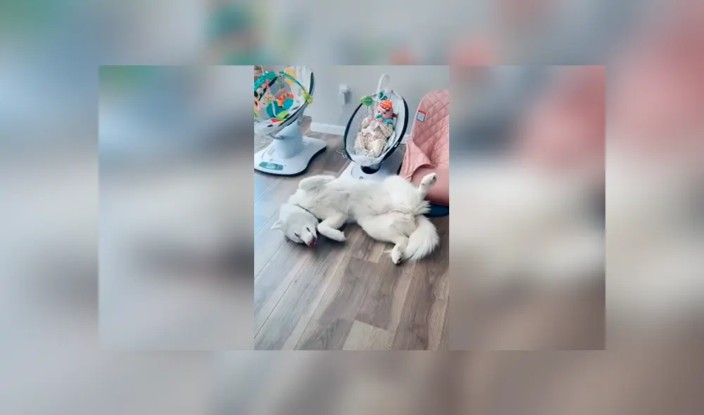 Desliza las imágenes hacia la izquierda para apreciar la divertida escena que protagonizó un perro junto a un bebé.