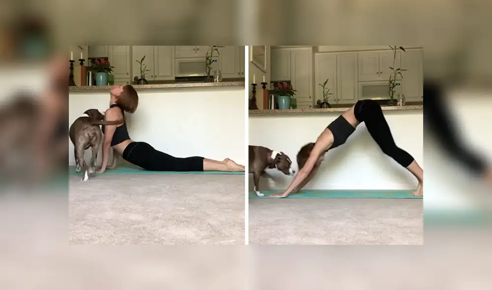 Bailarina profesional protagonizó un divertido ‘blooper’ cuando intentaba grabar su rutina de yoga y fue sorprendida por su mascota