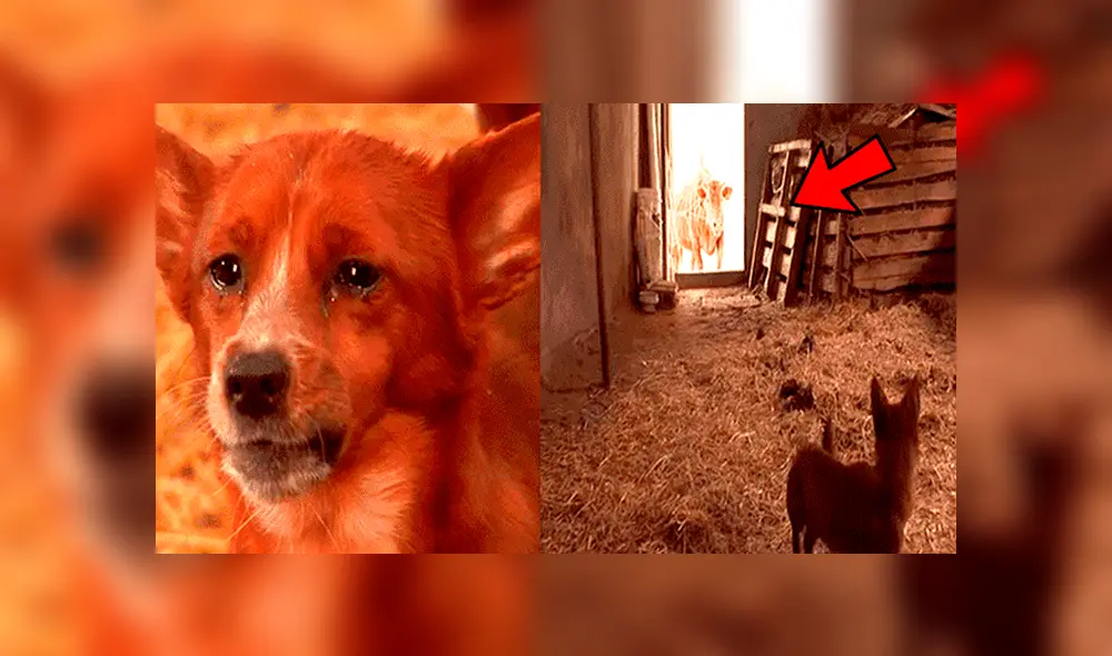YouTube viral: perro llora de emoción al reencontrarse con vaca que lo cuidó desde bebé 