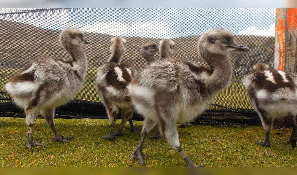 CAMADA. Son 18 polluelos que nacieron las últimas tres semanas.