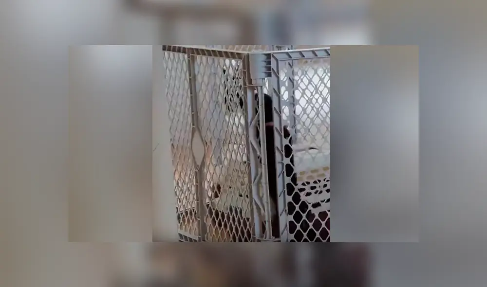 Desliza para ver los momentos más importantes del tierno video que se hizo viral en YouTube. Desliza para ver los momentos más importantes del tierno video que se hizo viral en YouTube.