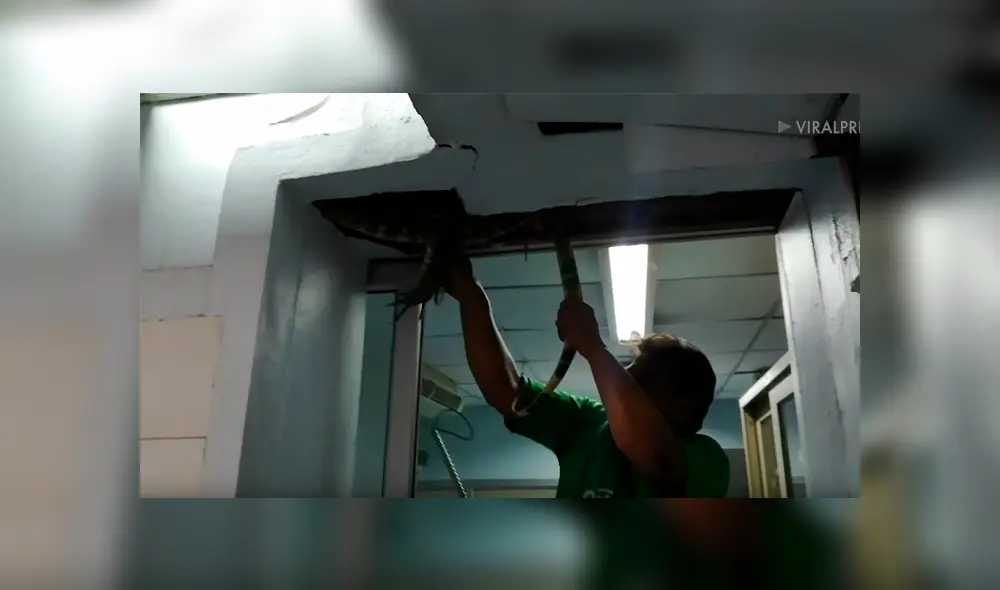 Descubre extraña pata colgando del techo de hospital, se acerca y saca lo inesperado [VIDEO] 