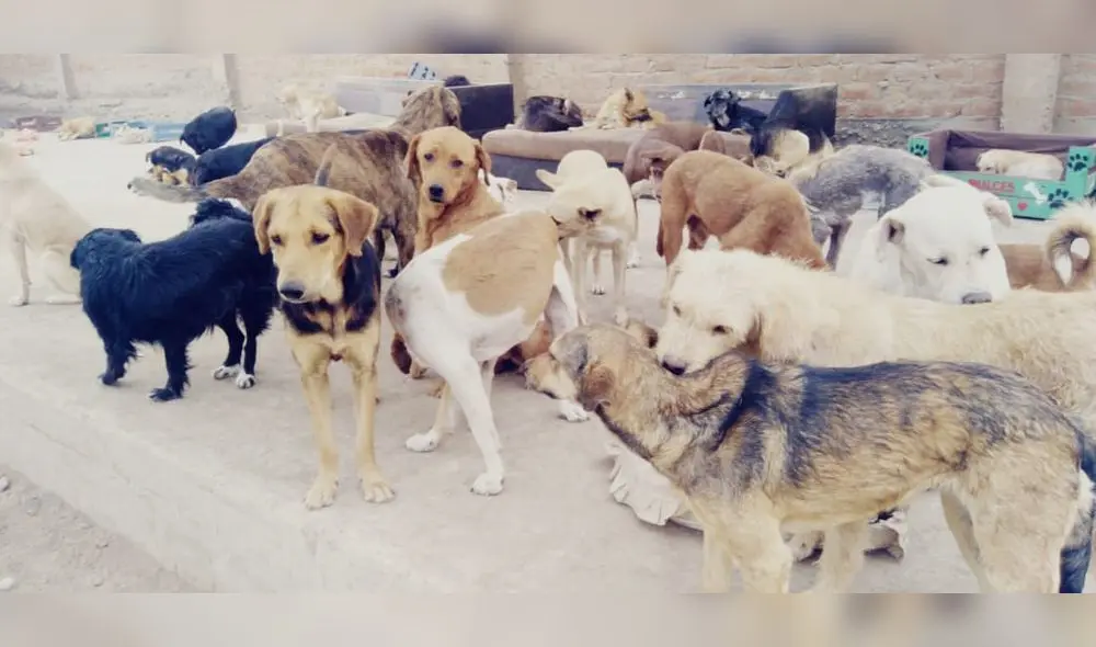 La dueña del lugar esta muy preocupada ya que no le alcanza el dinero para mantener a los mas de 100 animales. Foto: Cortesía