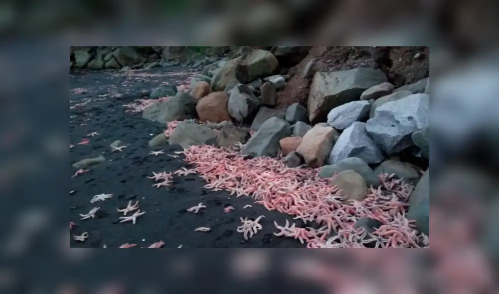 Las entidades científicas ya se encuentran investigando para descubrir las causas del extraño fenómeno. Foto: Teletrece