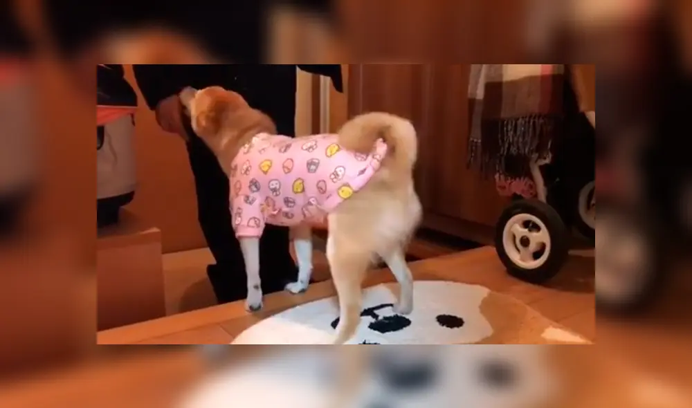 En Facebook, un perro se entusiasma de una manera peculiar cuando ve que su dueño regresó a su casa. En Facebook, un perro se entusiasma de una manera peculiar cuando ve que su dueño regresó a su casa.