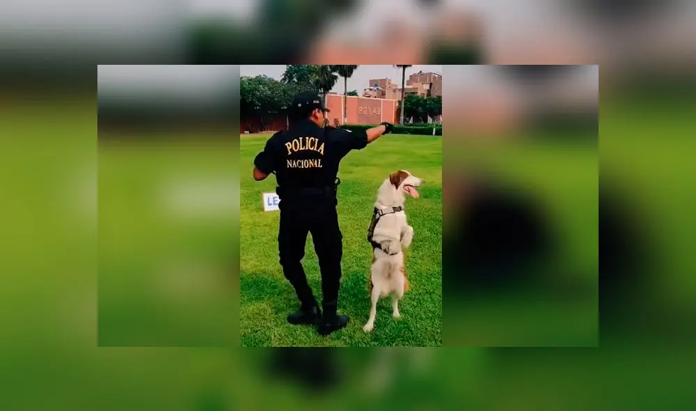 Desliza las imágenes para ver la divertida coreografía que hizo un perro policía con un oficial peruano. Foto: @policiaperu Desliza las imágenes para ver la divertida coreografía que hizo un perro policía con un oficial peruano. Foto: @policiaperu