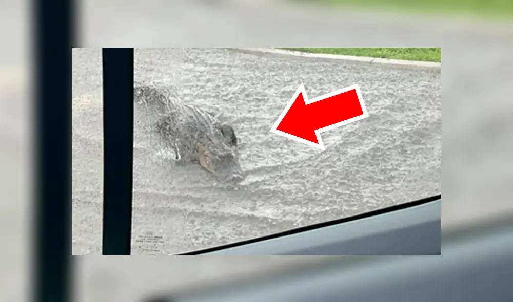 Un enorme cocodrilo generó el tráfico al cruzar una concurrida carretera en medio de la tormenta, en Estados Unidos. Un enorme cocodrilo generó el tráfico al cruzar una concurrida carretera en medio de la tormenta, en Estados Unidos.