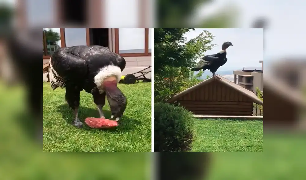 Facebook viral: familia realizaba parrillada hasta que dos cóndores lo arruinaron todo [VIDEO]