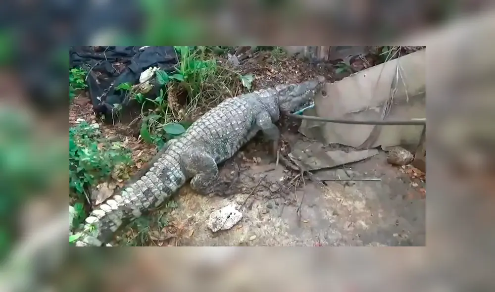 Un video viral de YouTube muestra la captura de un gigantesco cocodrilo en Tailandia. Un video viral de YouTube muestra la captura de un gigantesco cocodrilo en Tailandia.