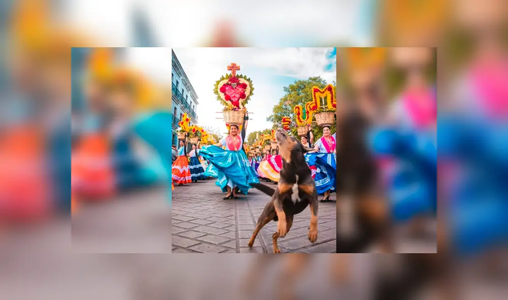 Mazapán, el perro que baila sin temor a los fuegos artificiales en México [VIDEO]