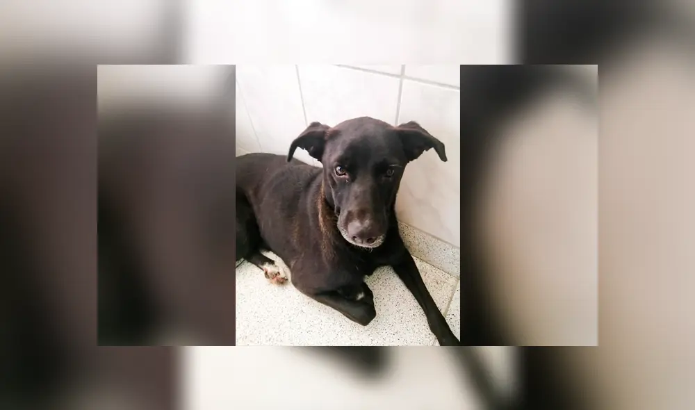 Los perritos que vivían con los policías están en adopción. Los perritos que vivían con los policías están en adopción.