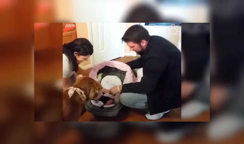 En Facebook, un perro se mostró emocionado al percatarse de la presencia de un bebé recién nacido. En Facebook, un perro se mostró emocionado al percatarse de la presencia de un bebé recién nacido.