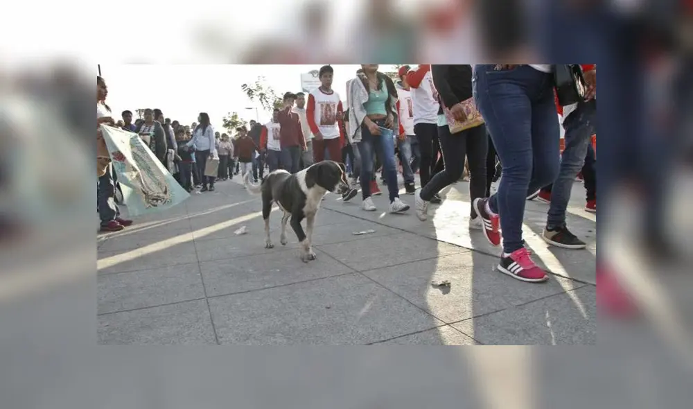 Perritos abandonados