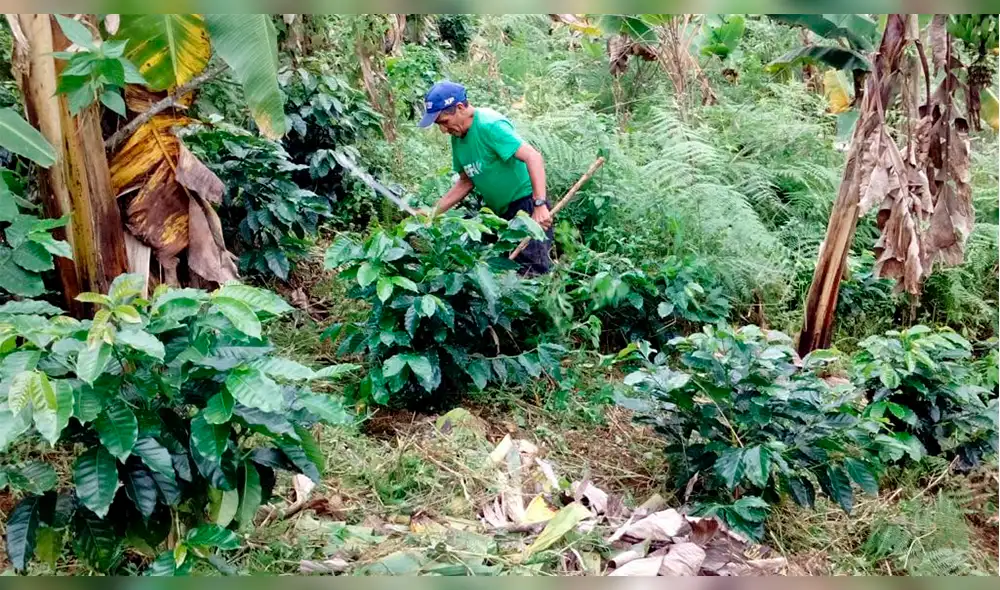 Vraem: 730 hectáreas de coca fueron reconvertidas al cultivo del café Vraem: 730 hectáreas de coca fueron reconvertidas al cultivo del café